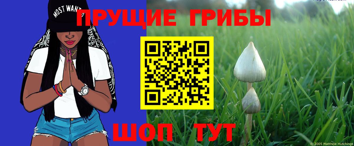 Псилоцибиновые грибы мицелий Нарткала